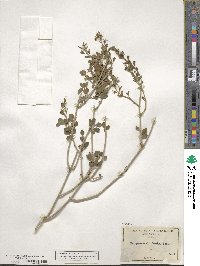 Justicia californica image