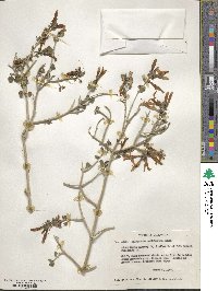 Justicia californica image