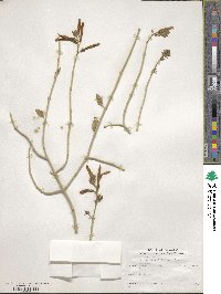 Justicia californica image
