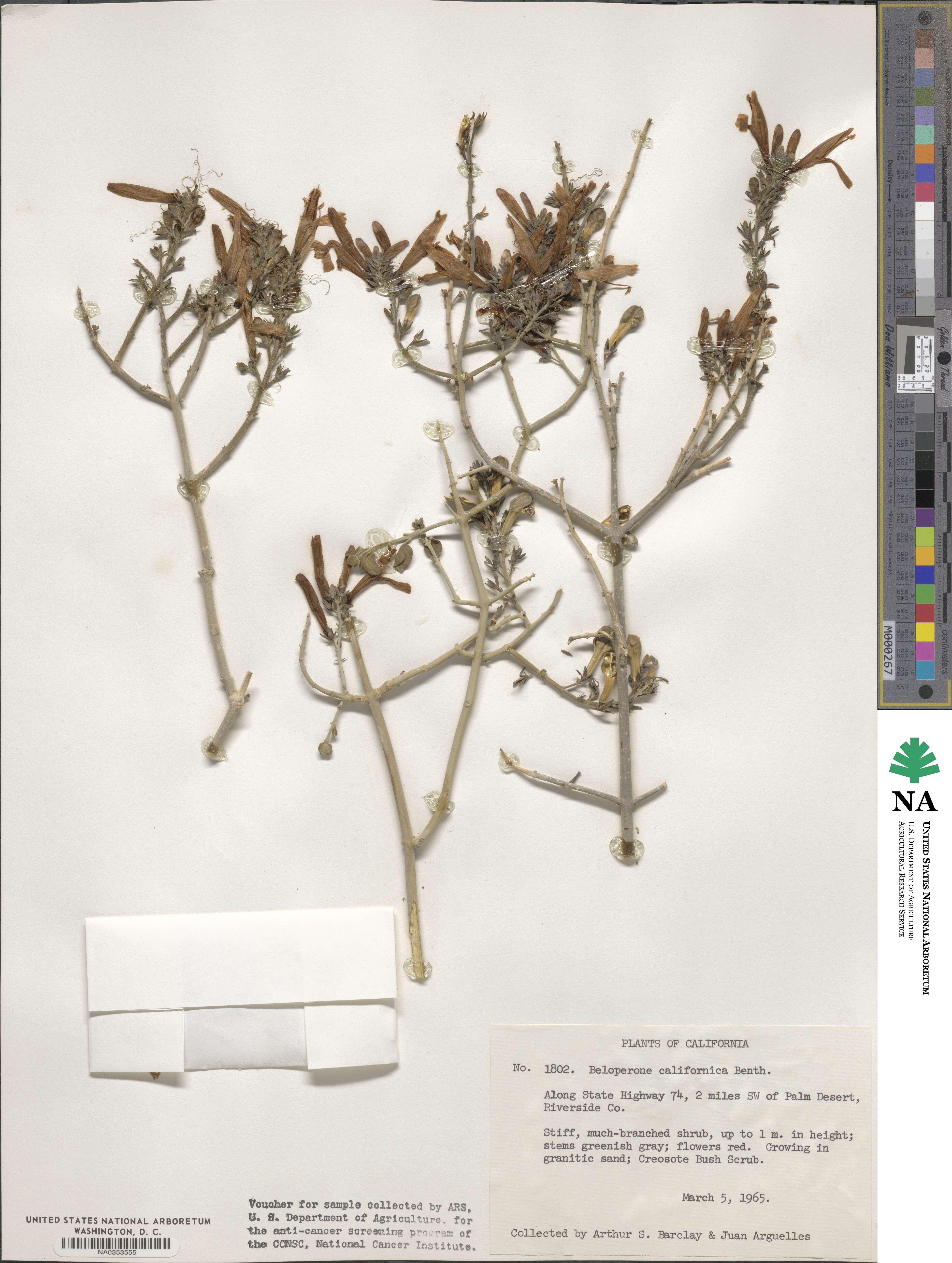 Justicia californica image