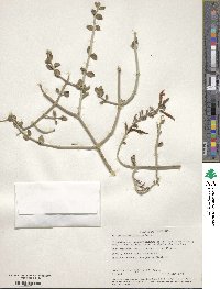 Justicia californica image