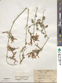Justicia californica image