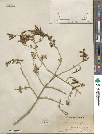 Justicia californica image