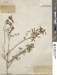 Justicia californica image