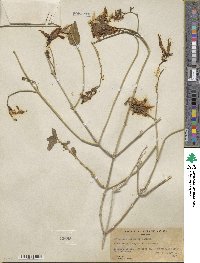 Justicia californica image