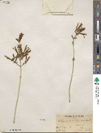 Justicia californica image