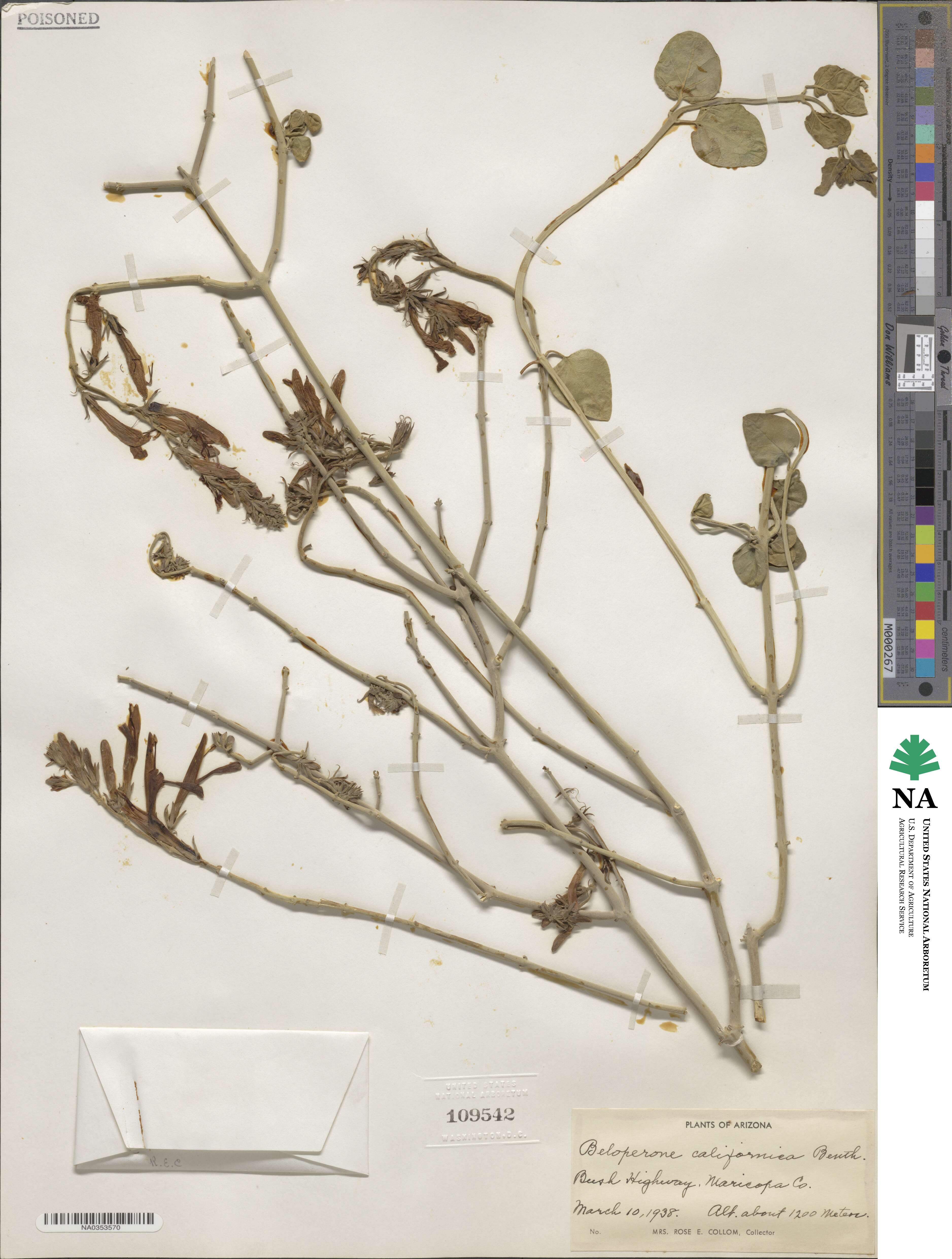 Justicia californica image