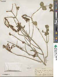 Justicia californica image