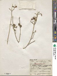 Justicia californica image