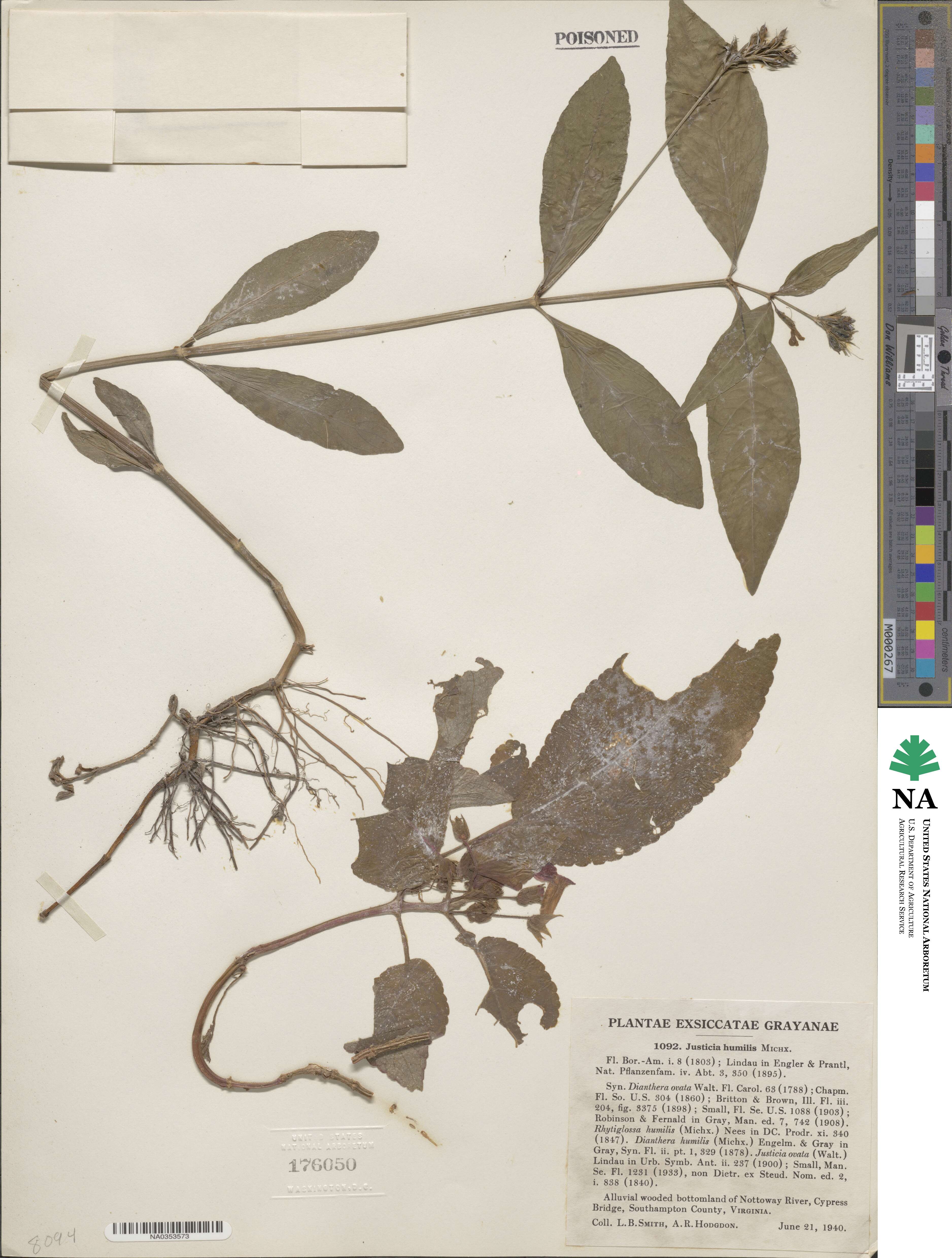 Justicia humilis image