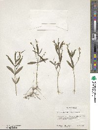 Justicia lanceolata image