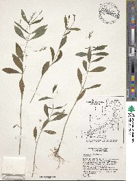 Justicia ovata image
