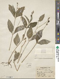 Justicia ovata image