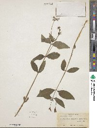 Justicia ovata image