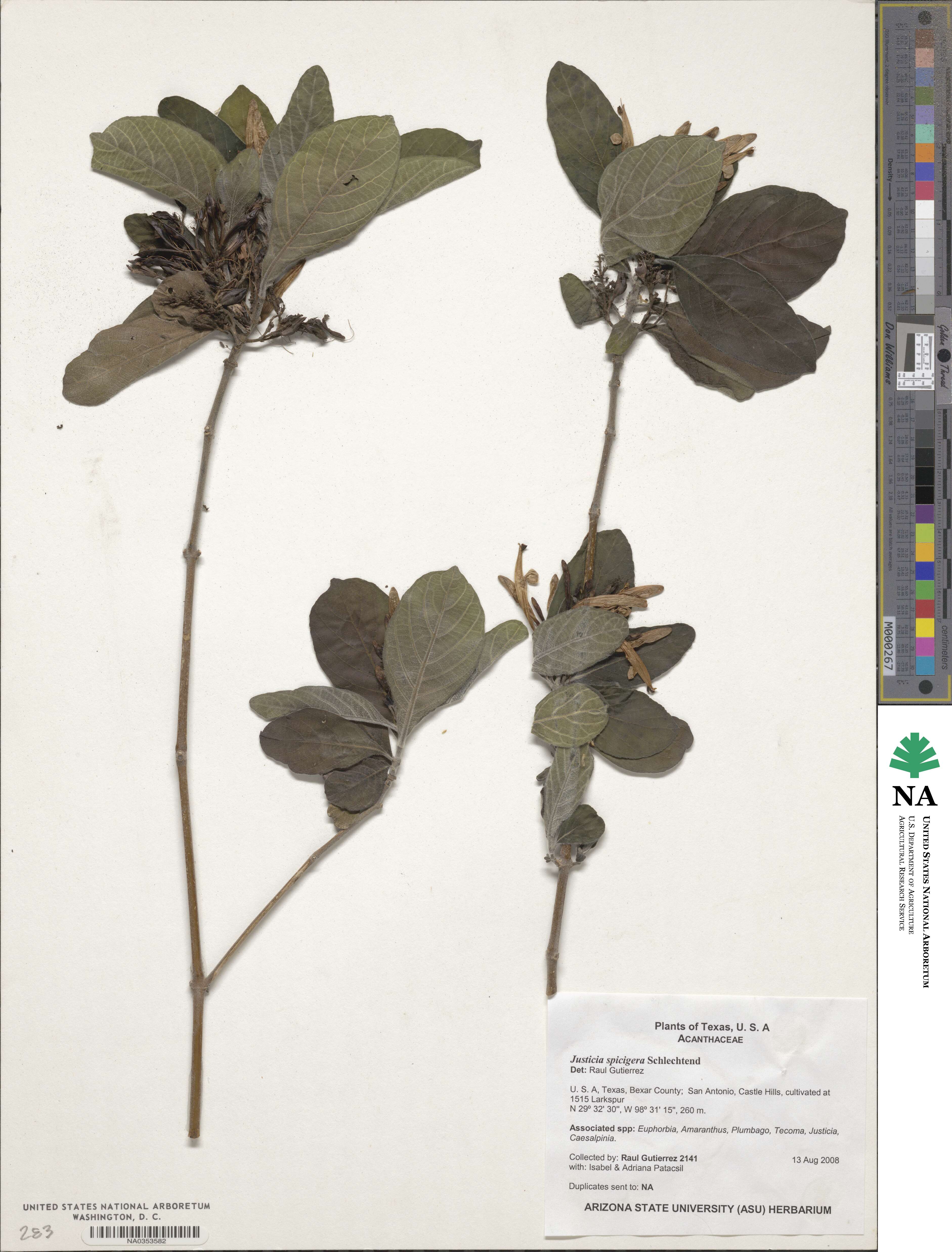 Justicia spicigera image