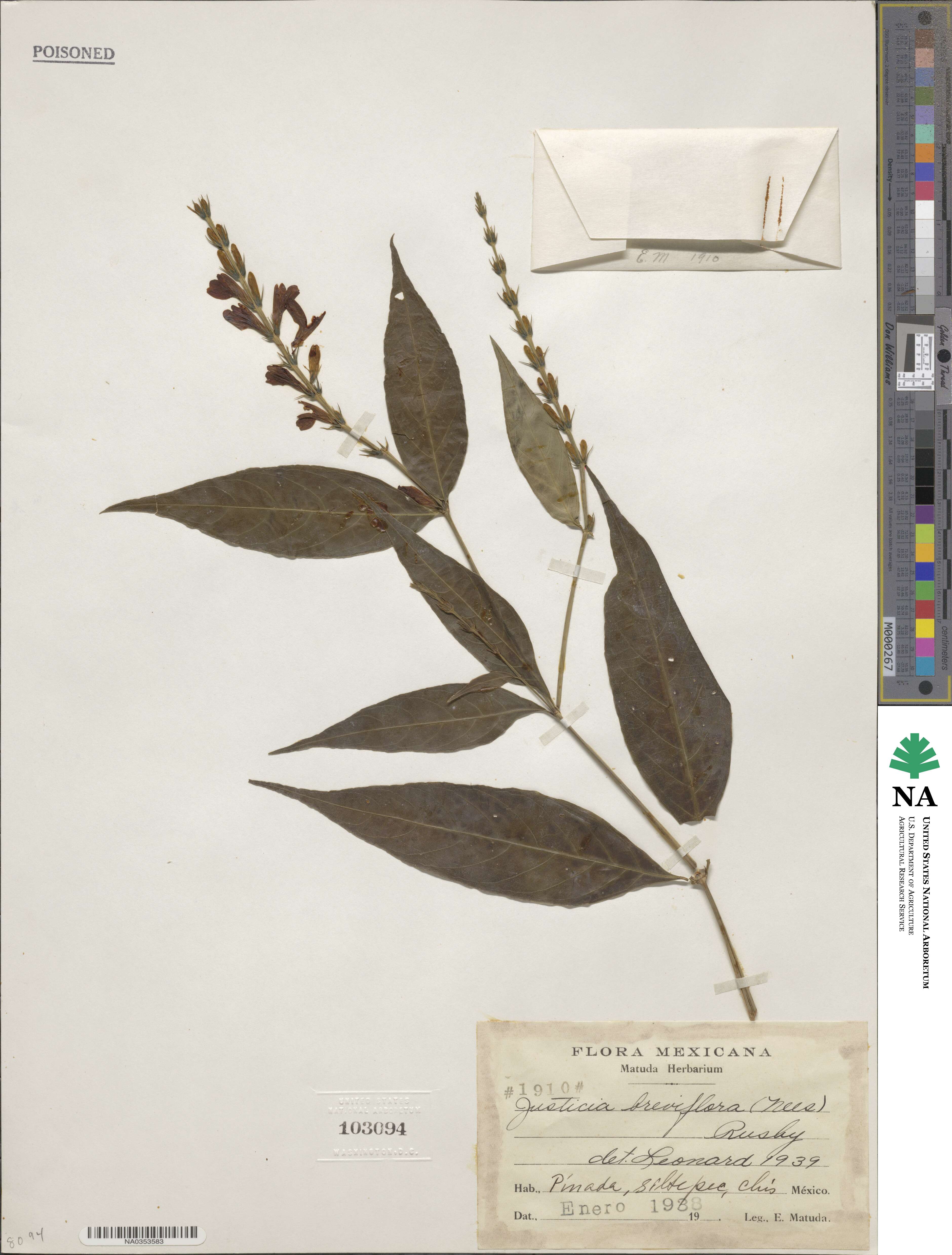 Justicia breviflora image