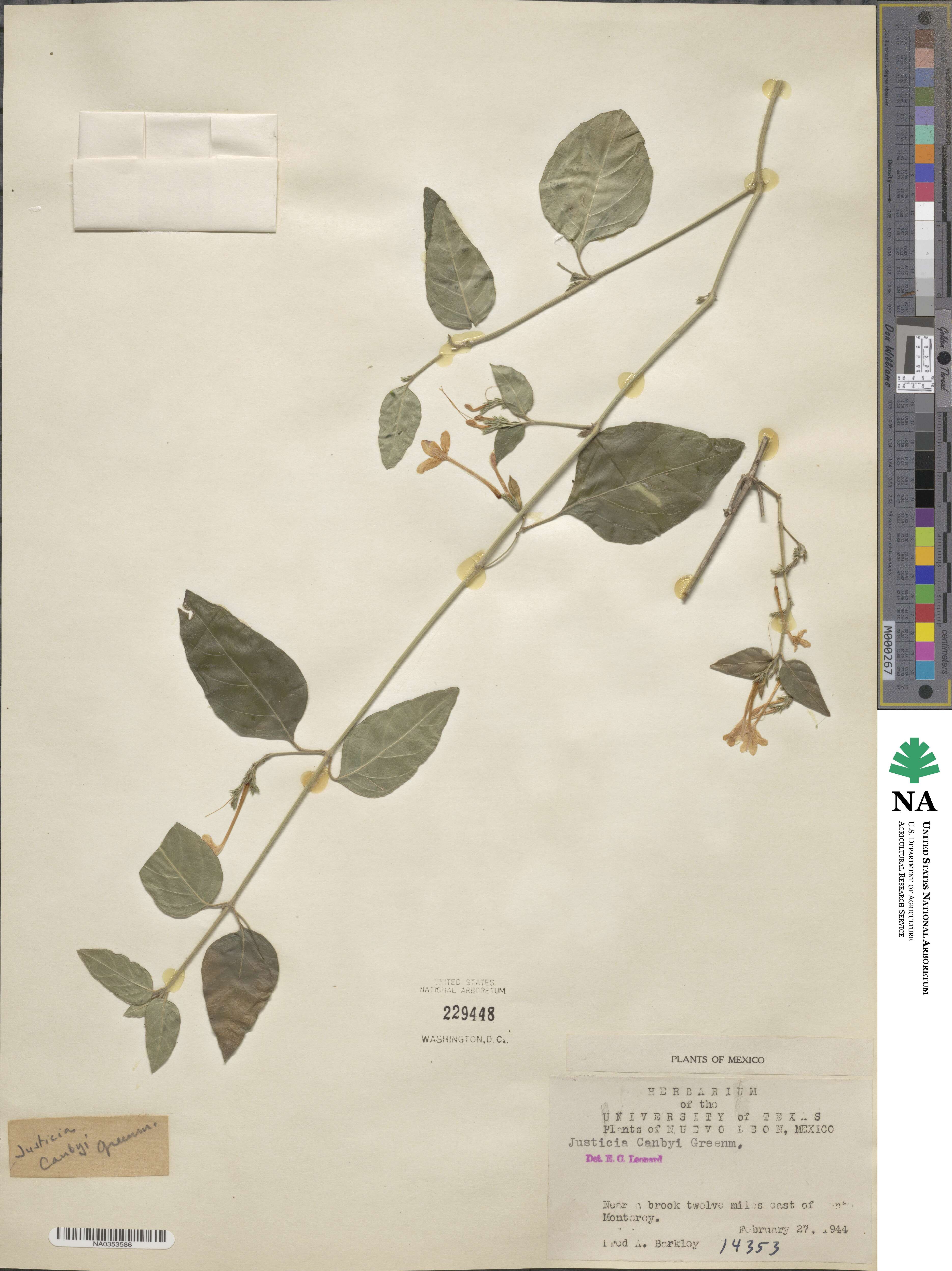 Justicia canbyi image