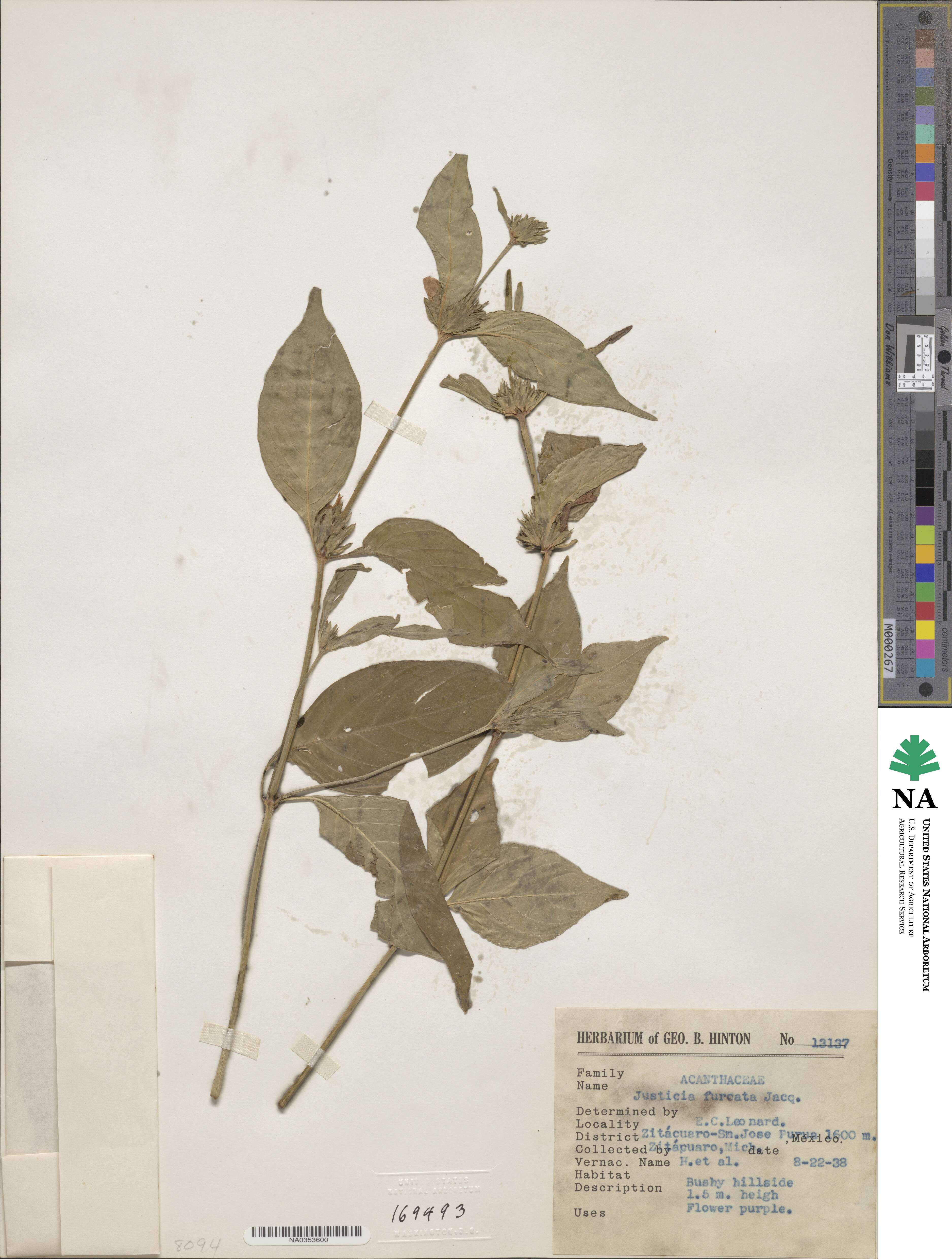 Justicia furcata image