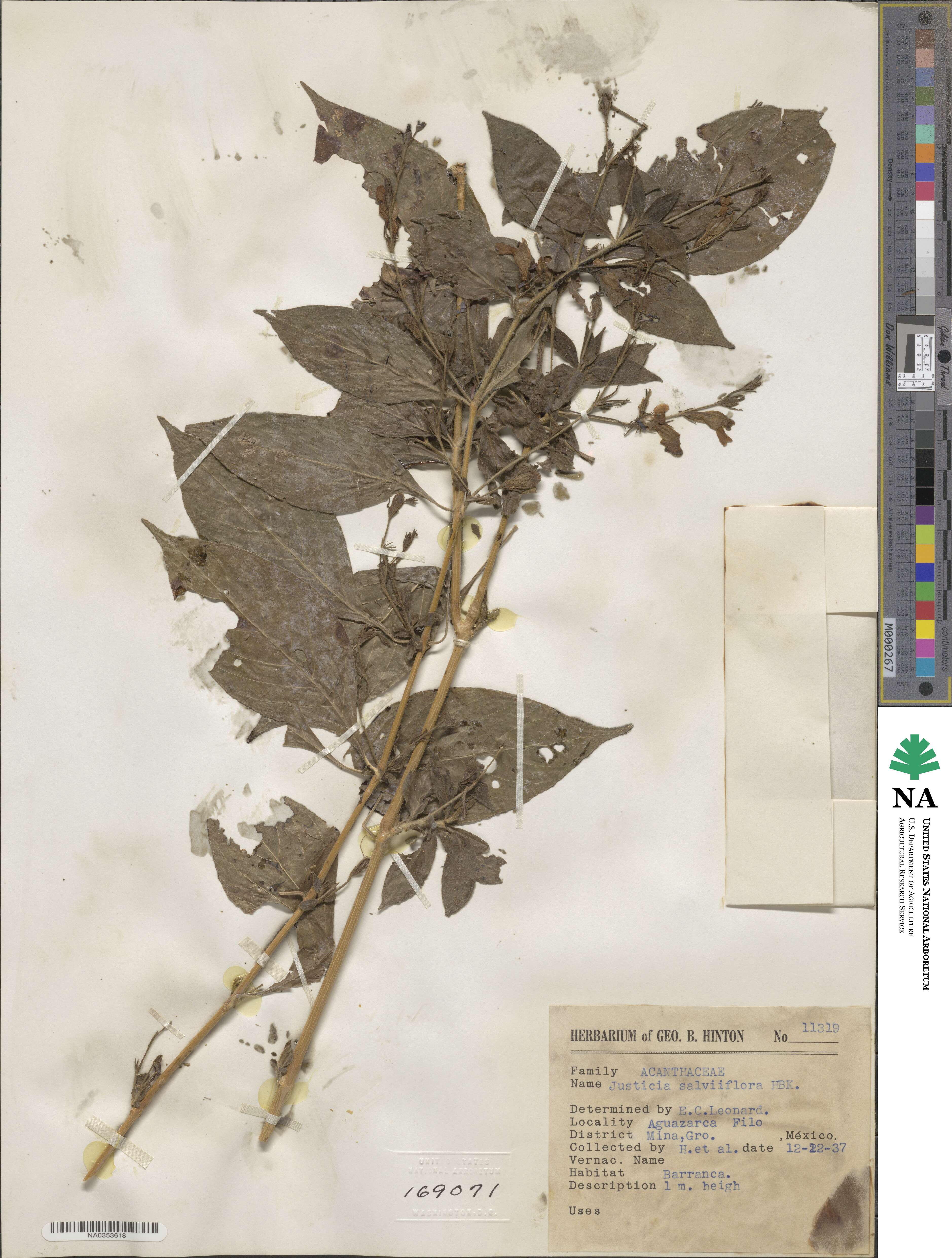 Justicia salviiflora image