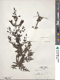 Aureolaria pedicularia image