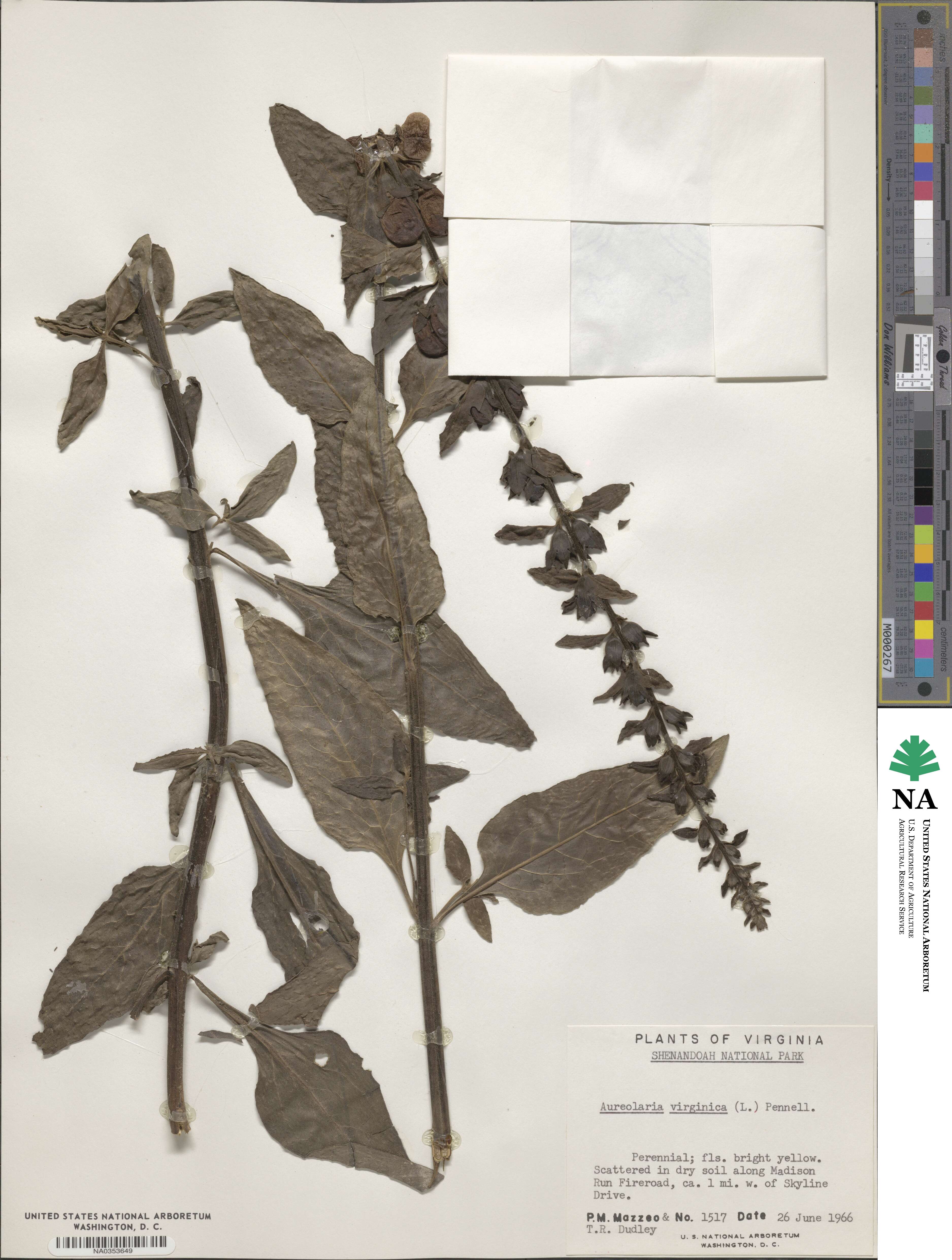 Aureolaria virginica image