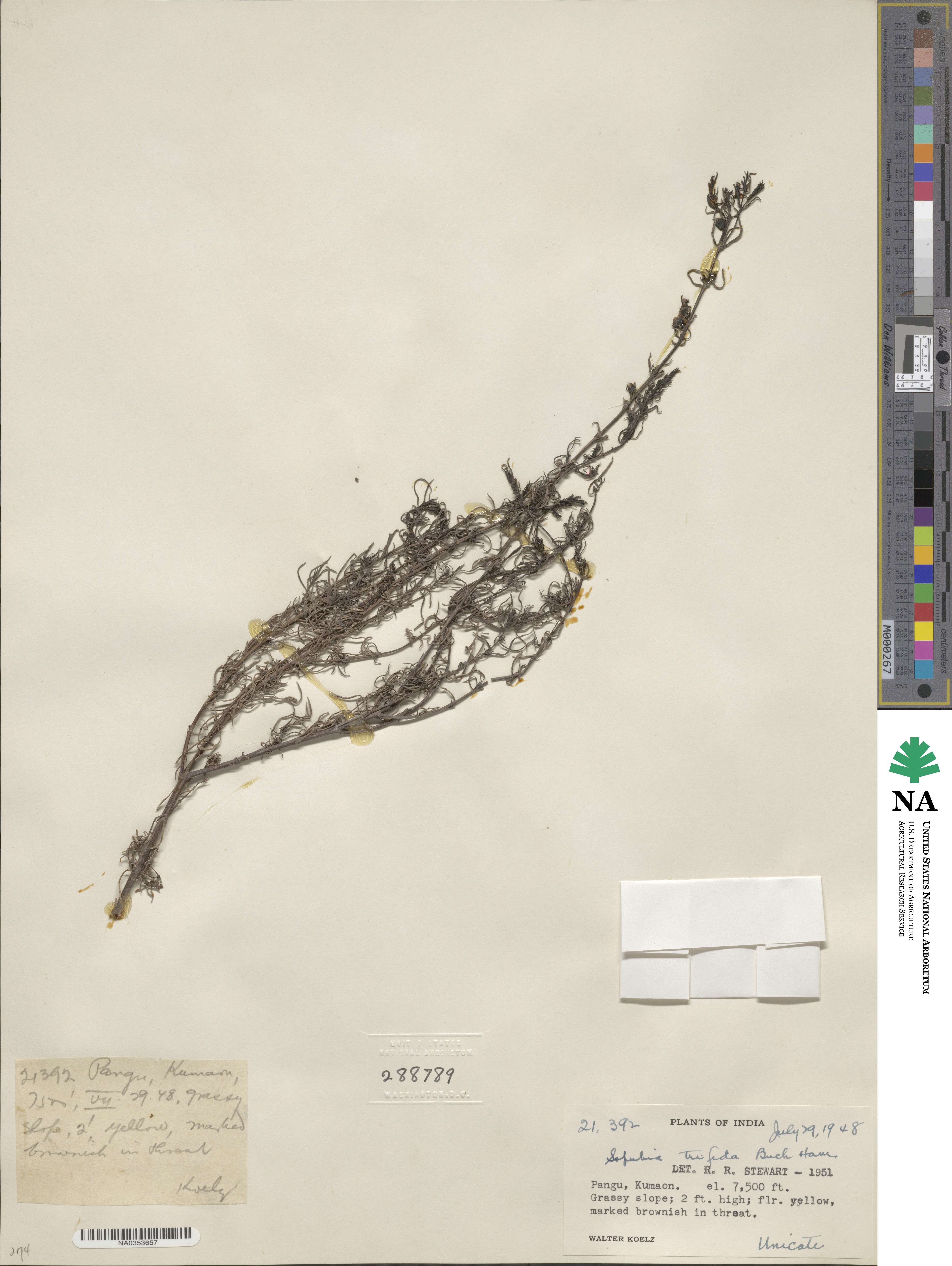 Sopubia trifida image