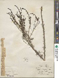 Sopubia trifida image