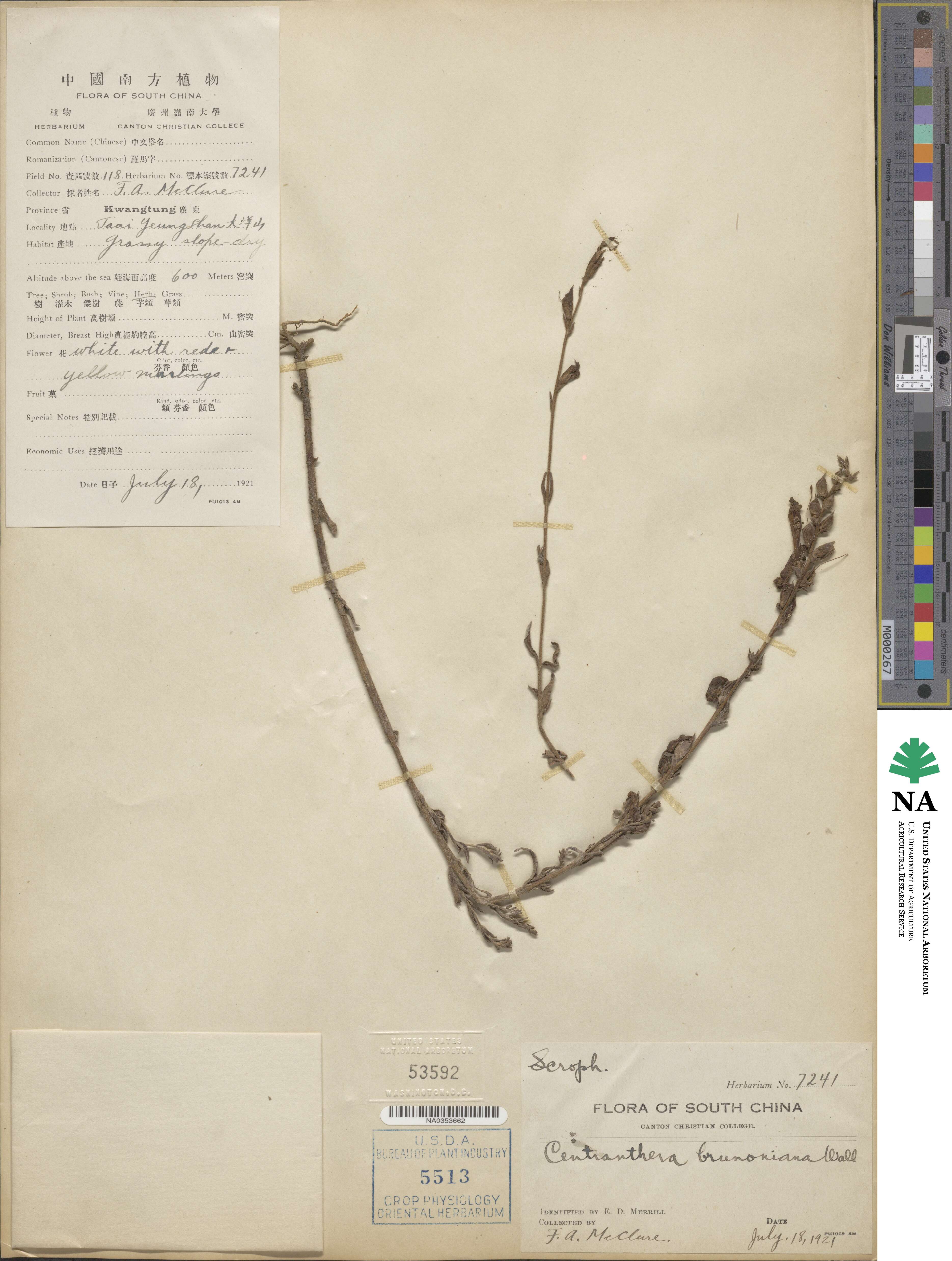 Centranthera brunoniana image