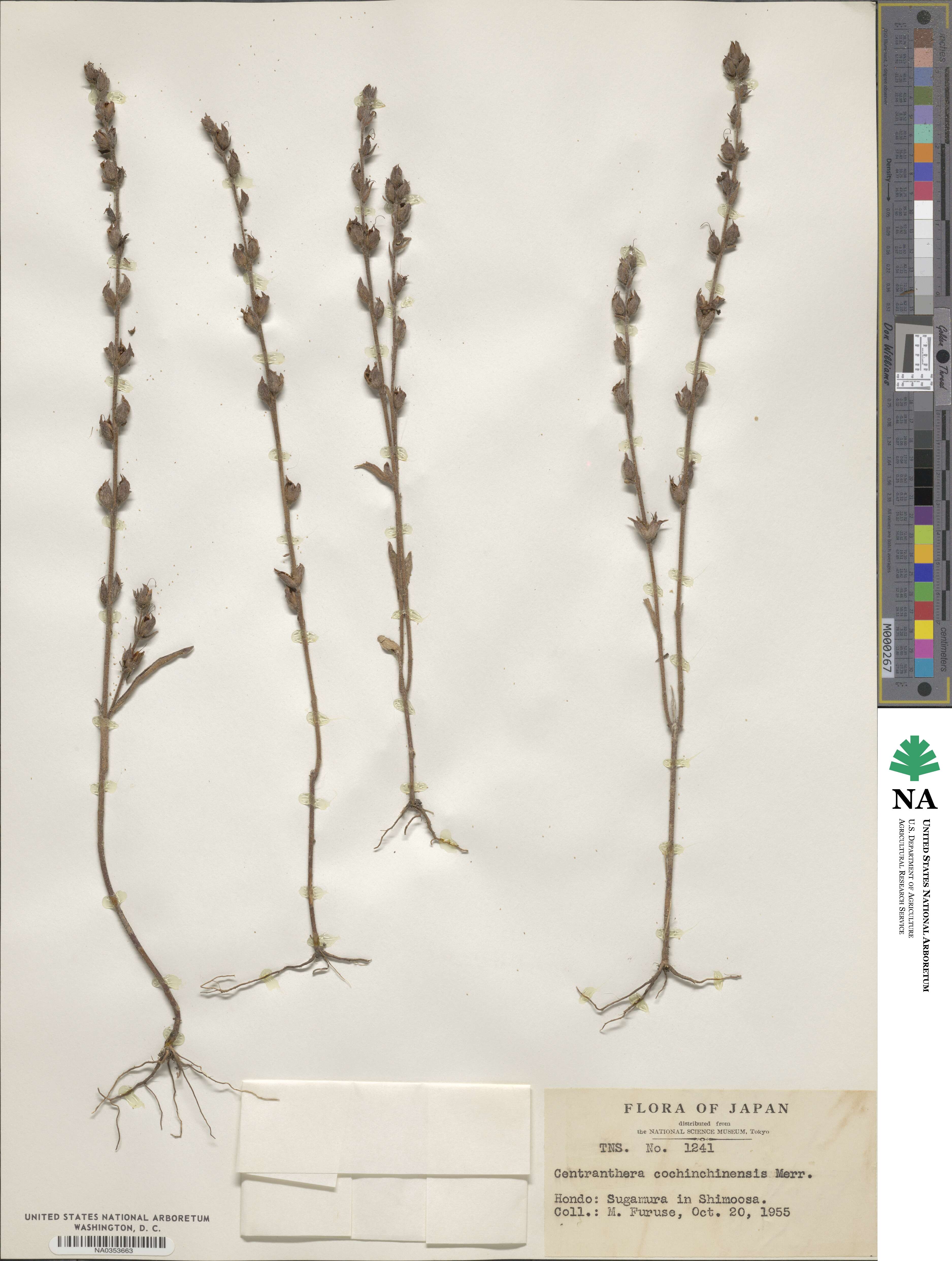 Centranthera cochinchinensis image