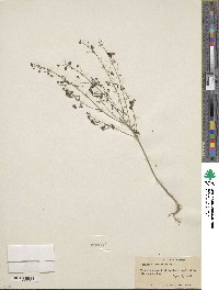 Agalinis tenuifolia image