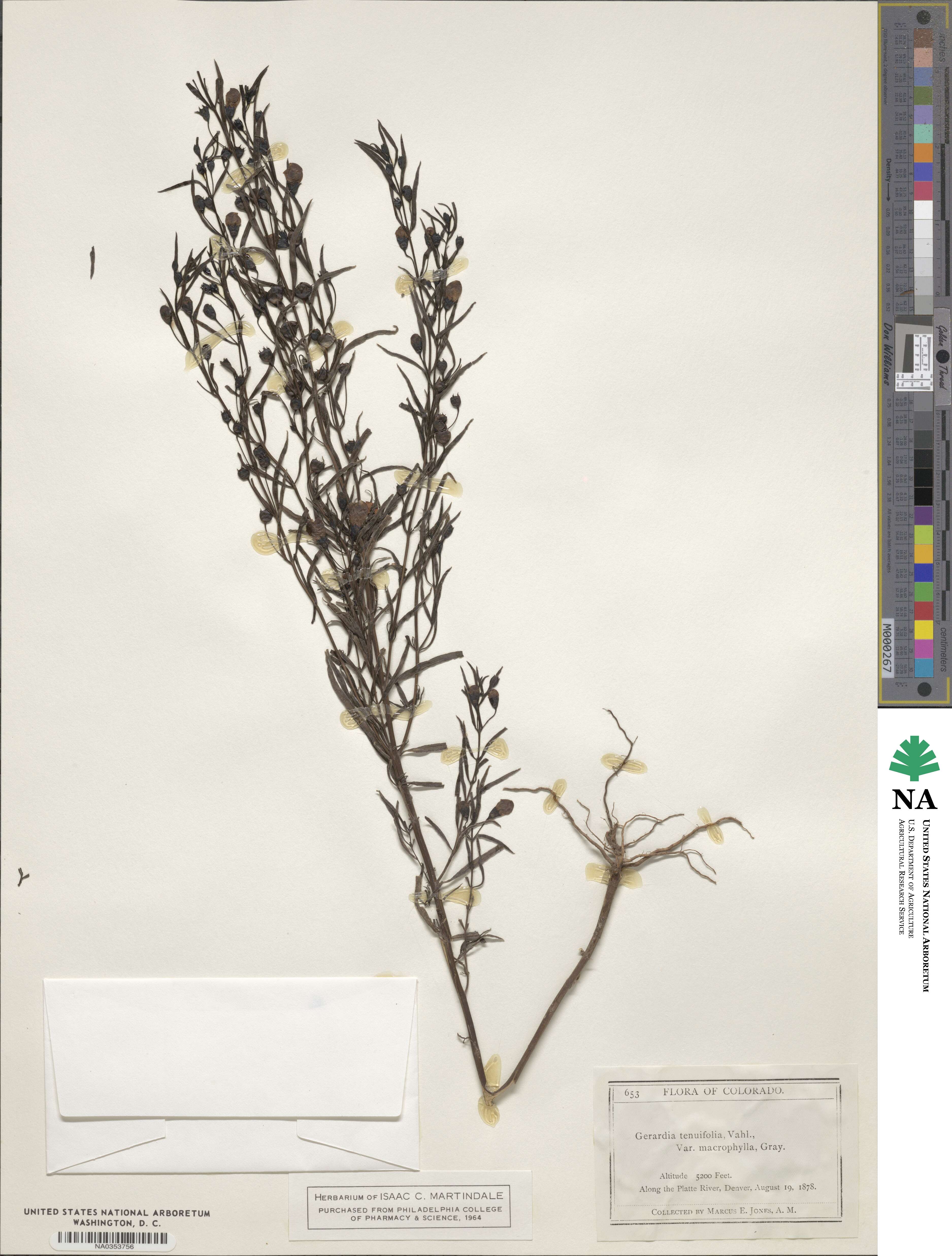 Agalinis tenuifolia image