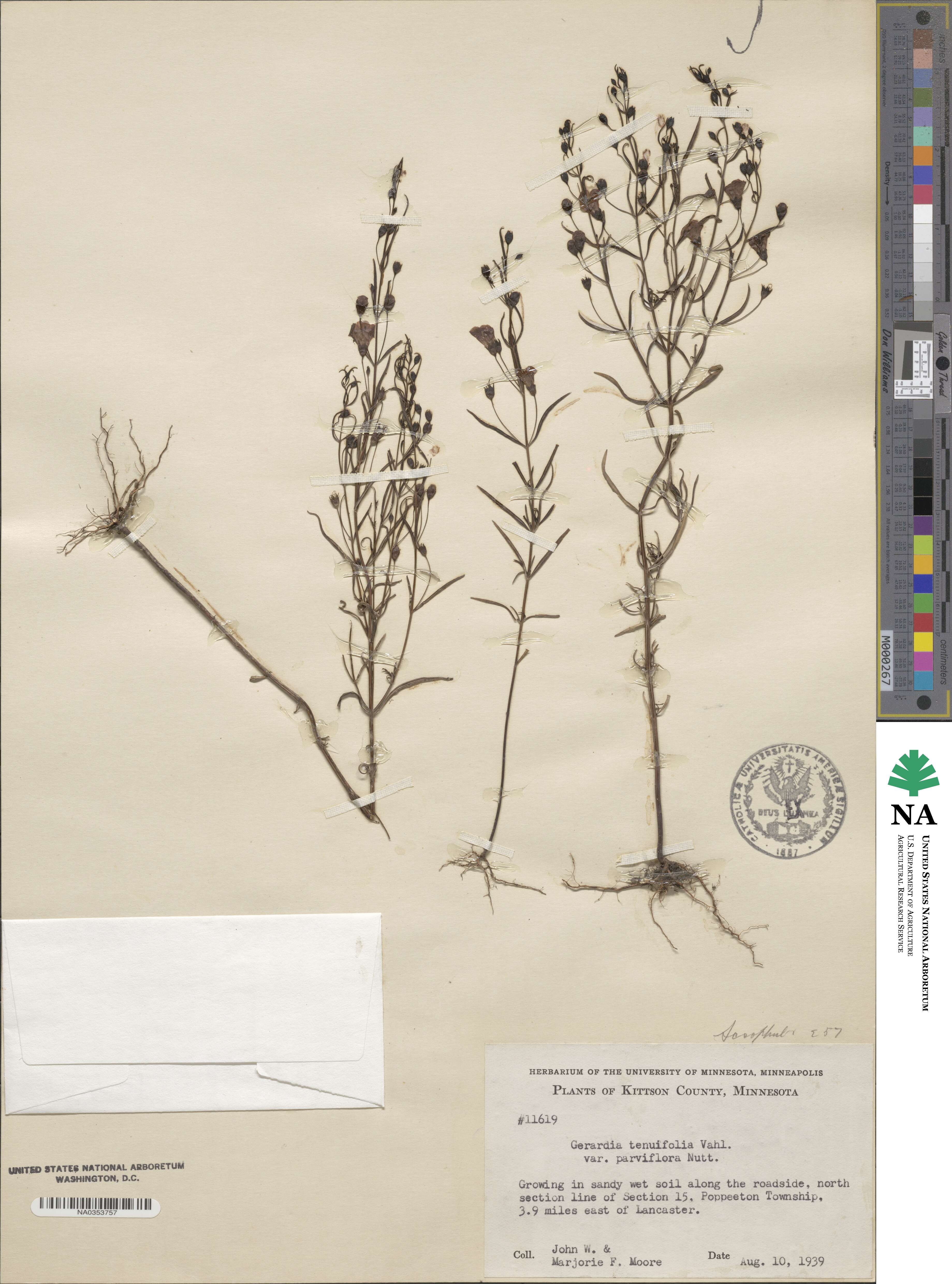 Agalinis tenuifolia image