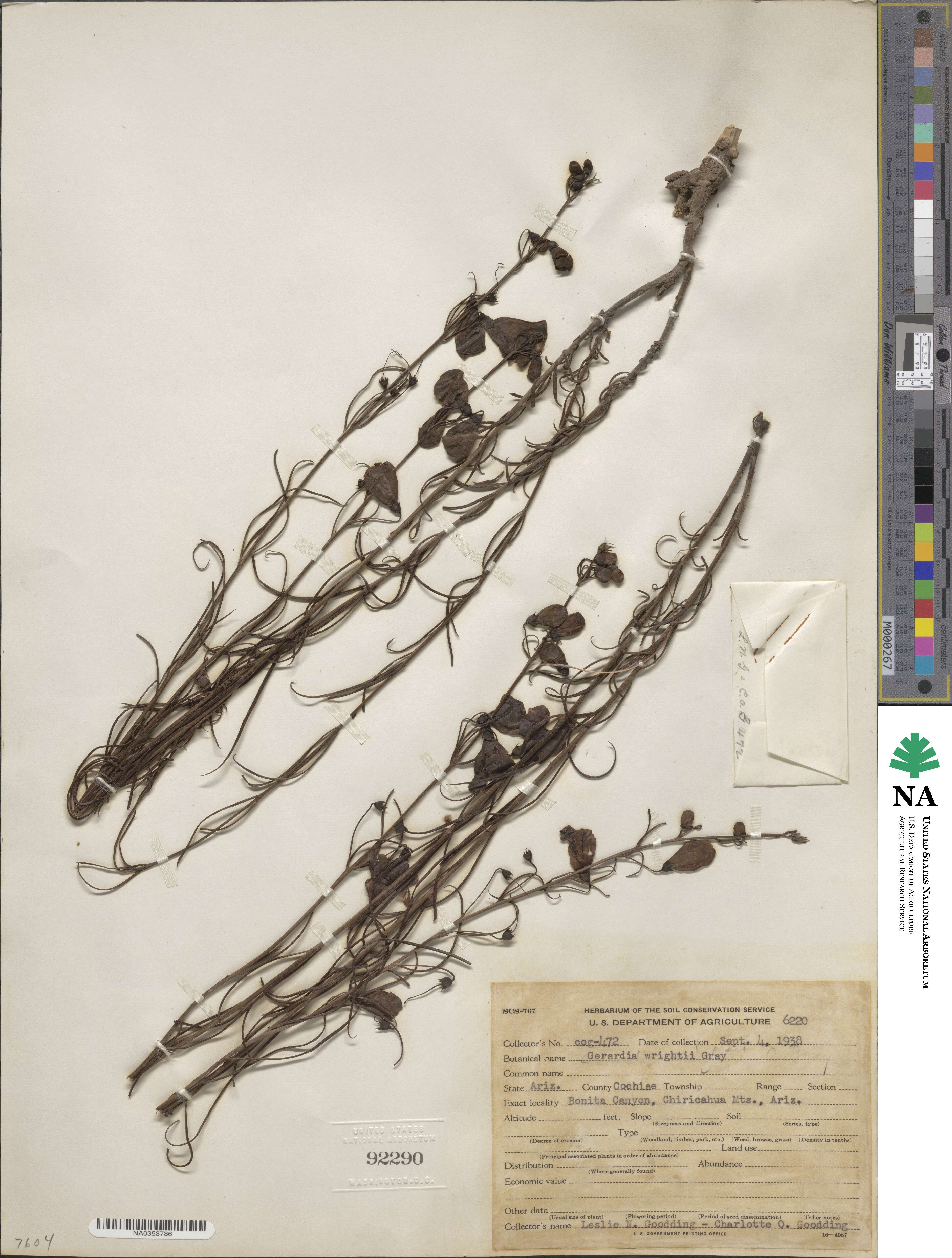 Brachystigma wrightii image