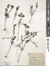 Gerardia purpurea image