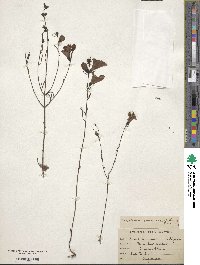 Gerardia purpurea image