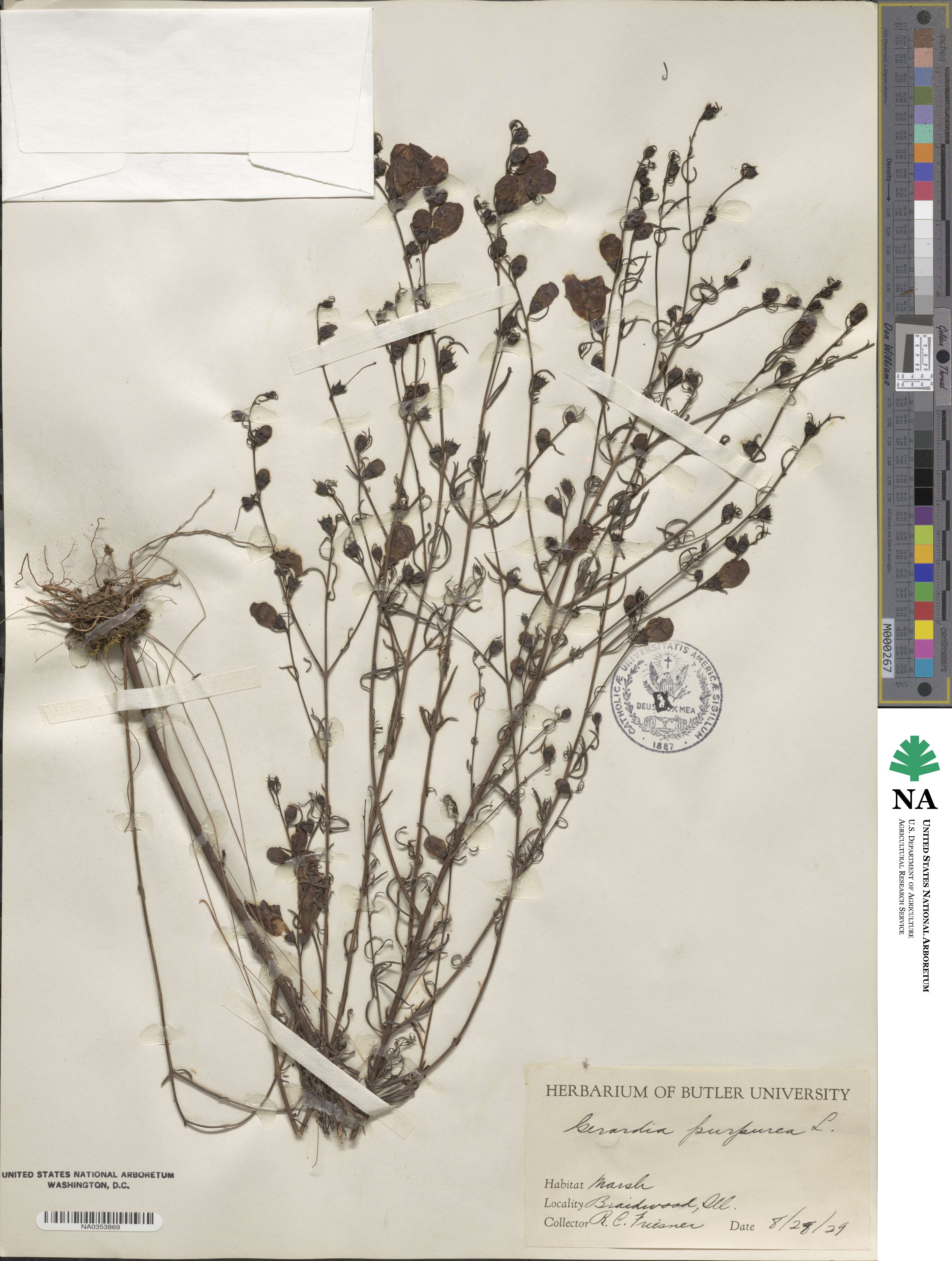 Gerardia purpurea image