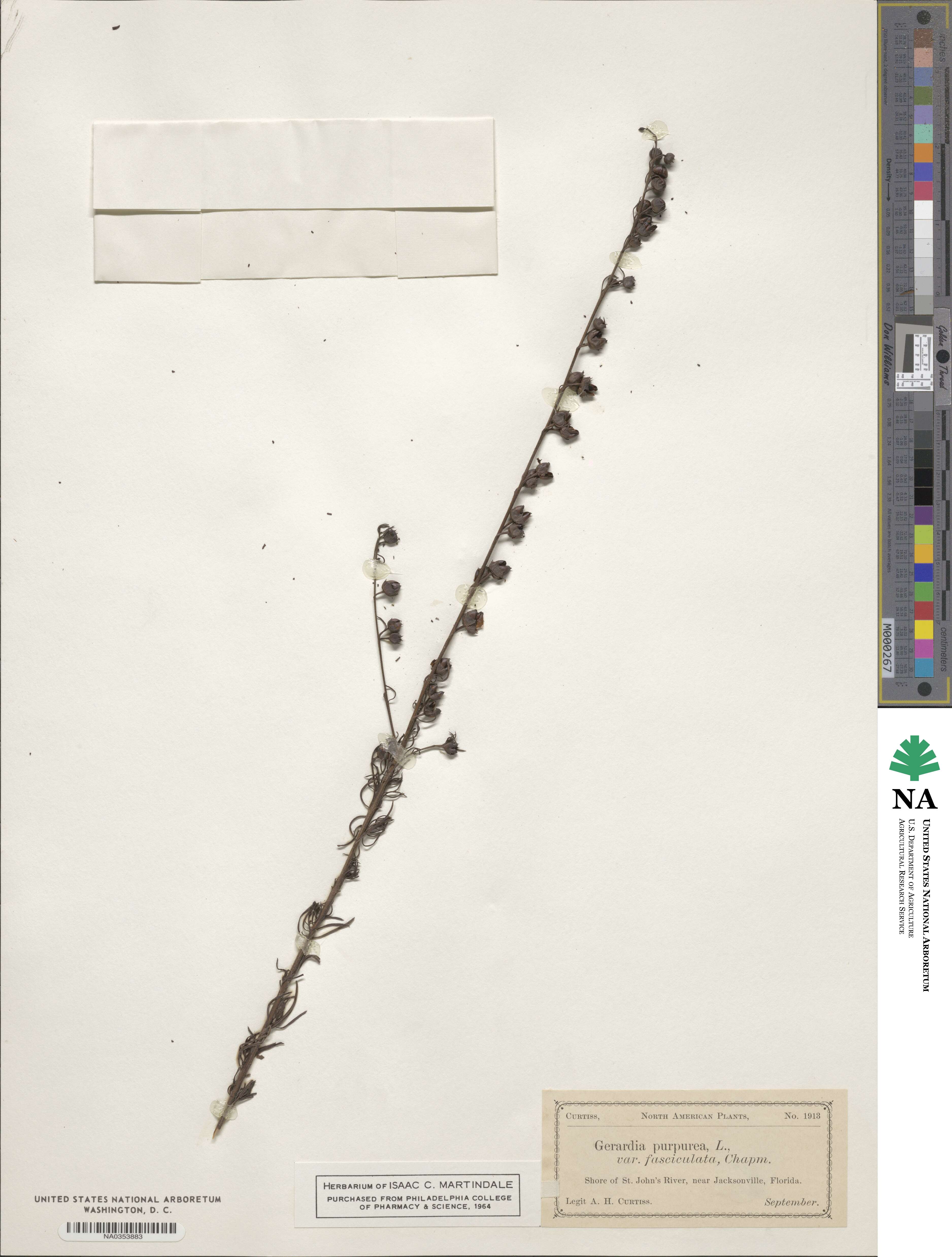 Agalinis fasciculata image