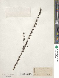 Agalinis fasciculata image