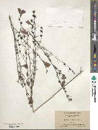 Agalinis fasciculata image