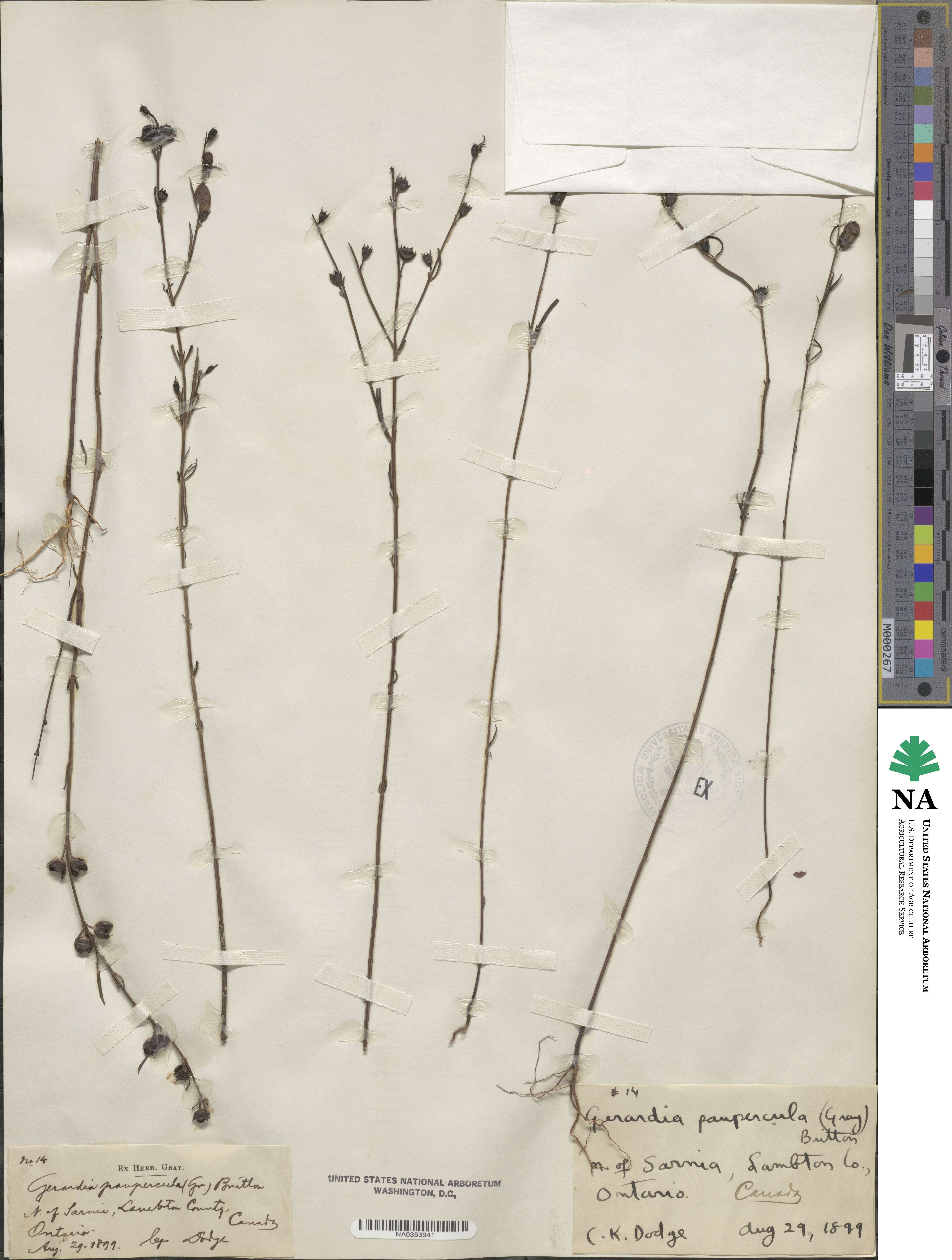 Agalinis purpurea image