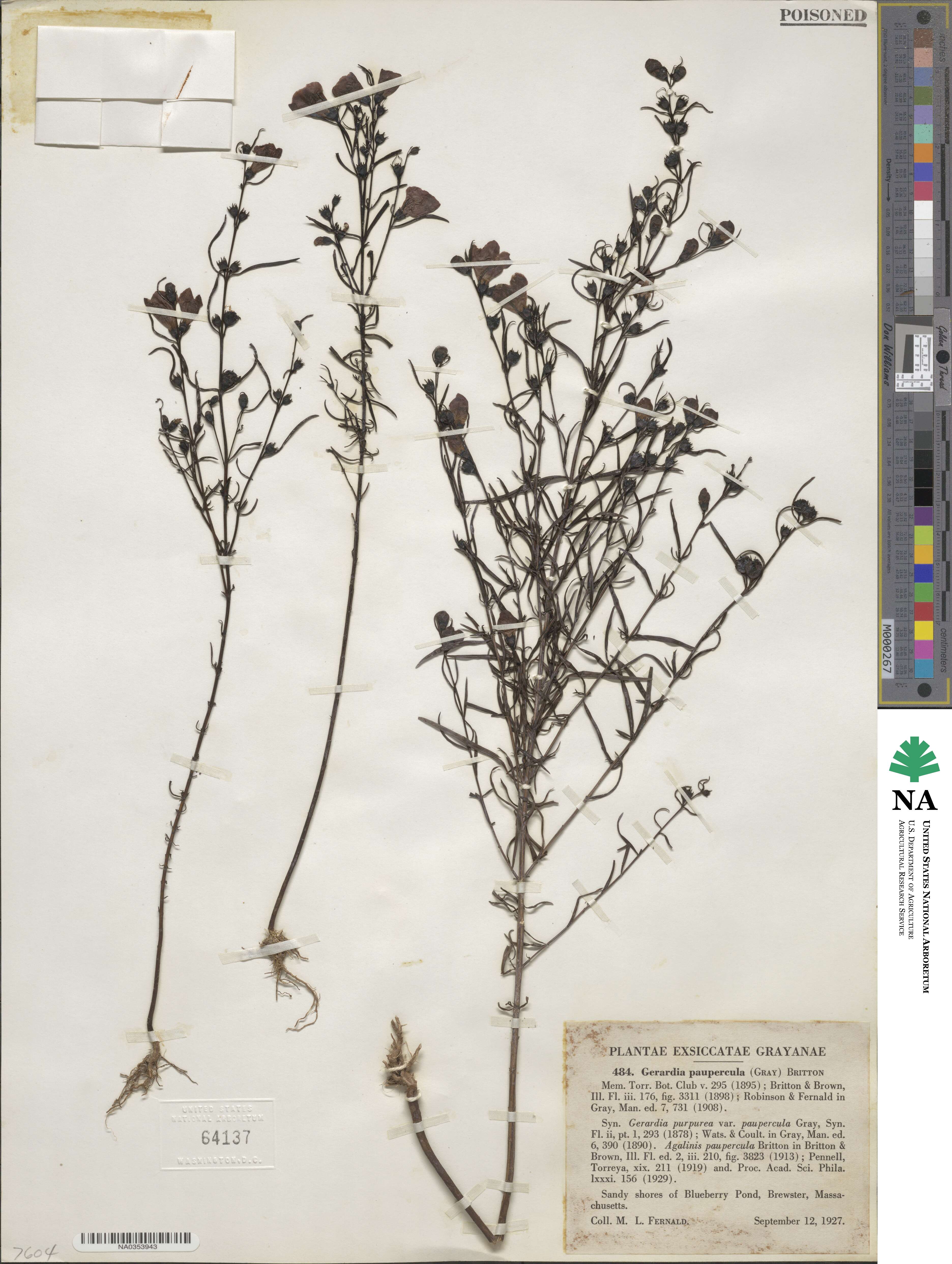 Agalinis purpurea image