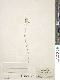 Gerardia obtusifolia image