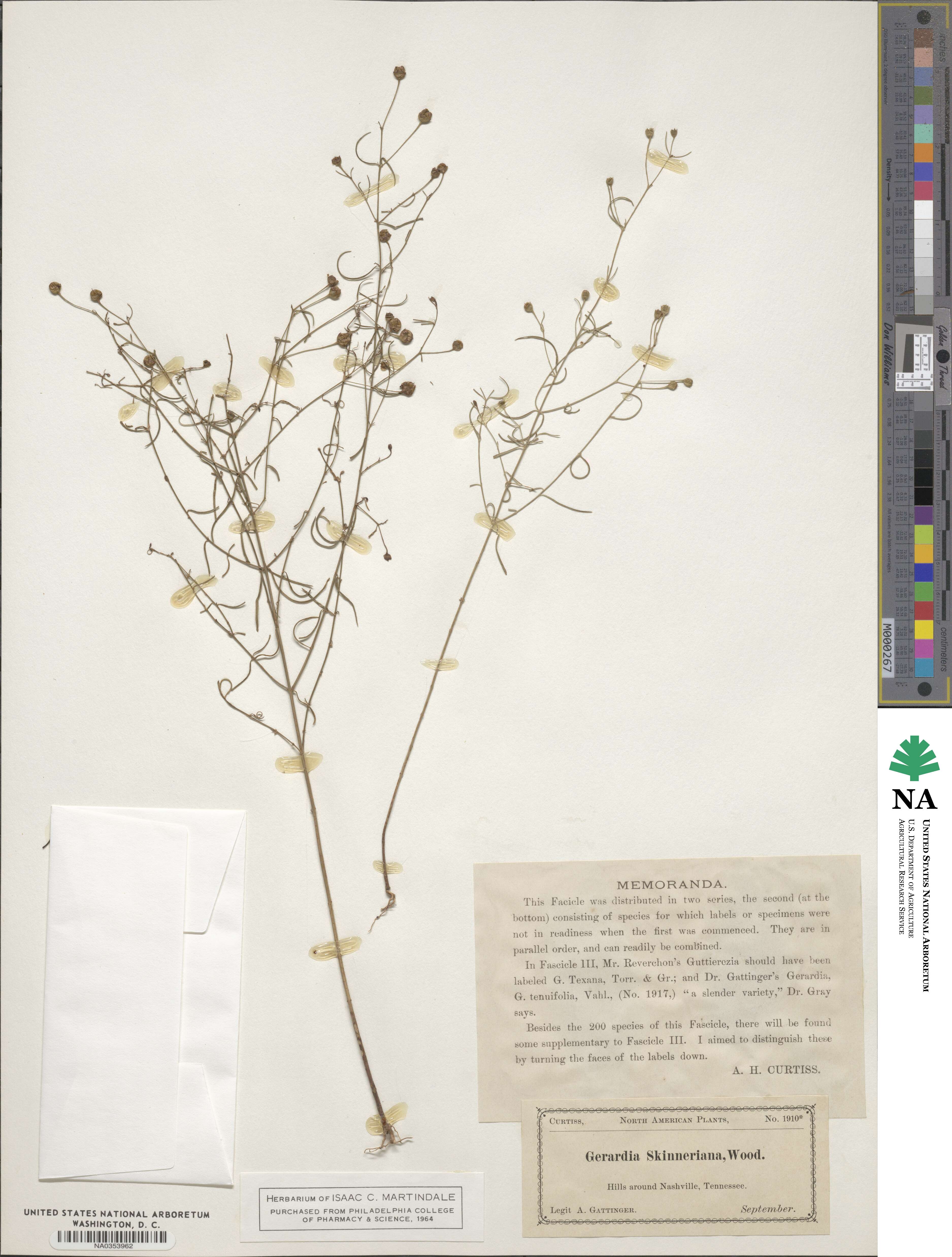 Gerardia obtusifolia image