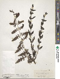 Aureolaria pedicularia image