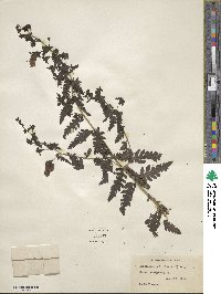 Aureolaria pedicularia image