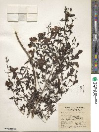 Aureolaria pedicularia image