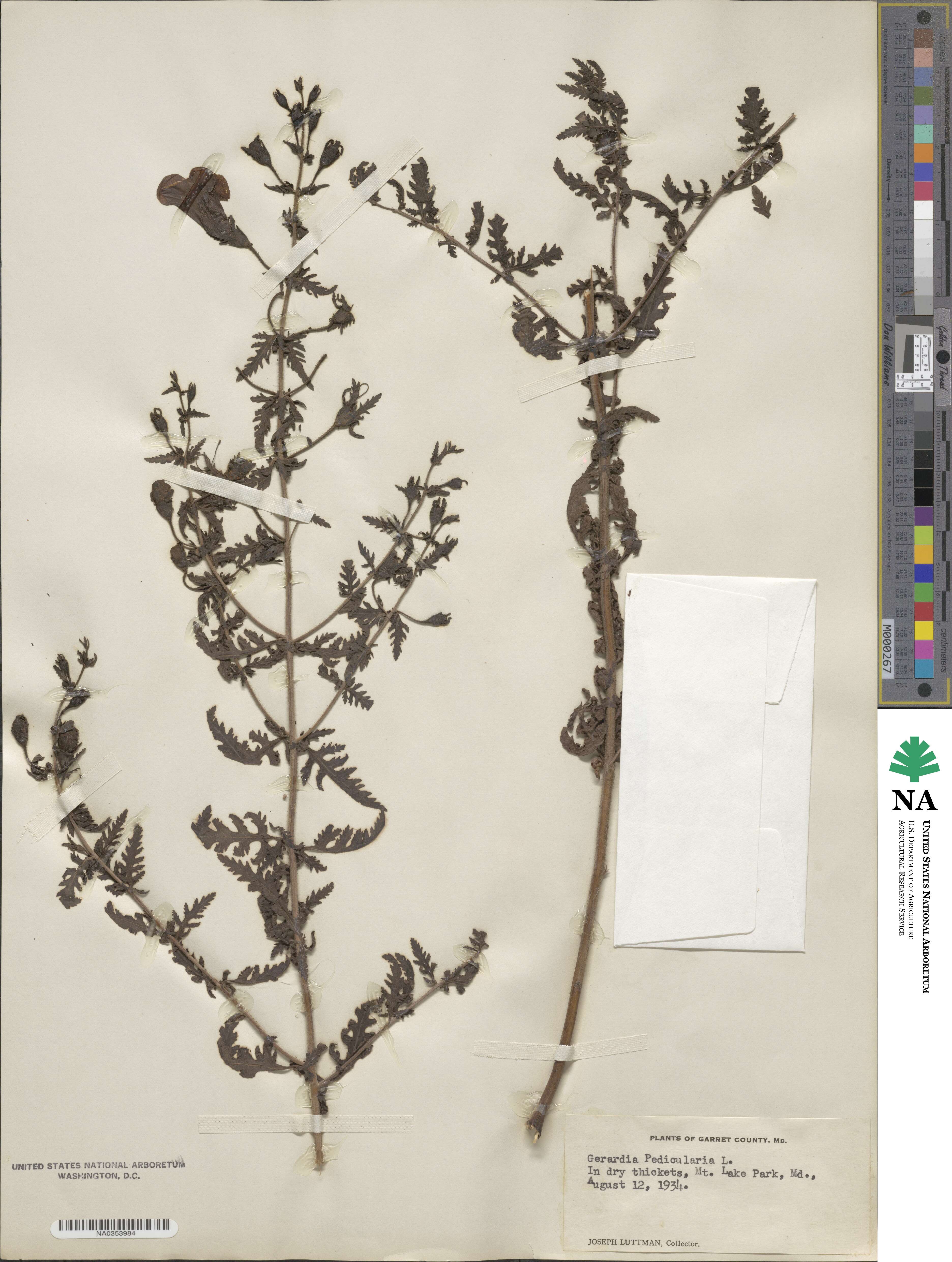 Aureolaria pedicularia image