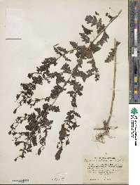 Aureolaria pedicularia image