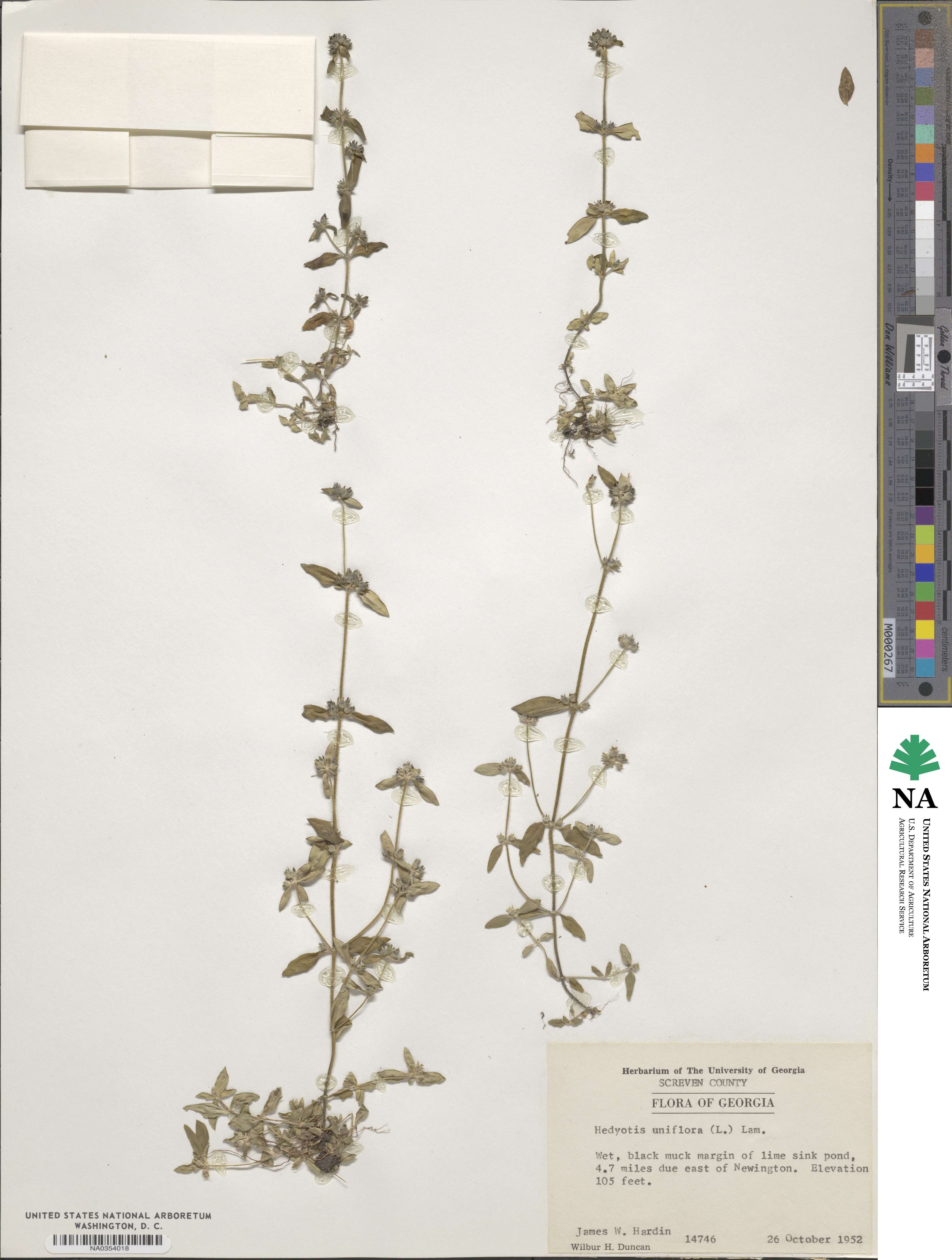 Edrastima uniflora image