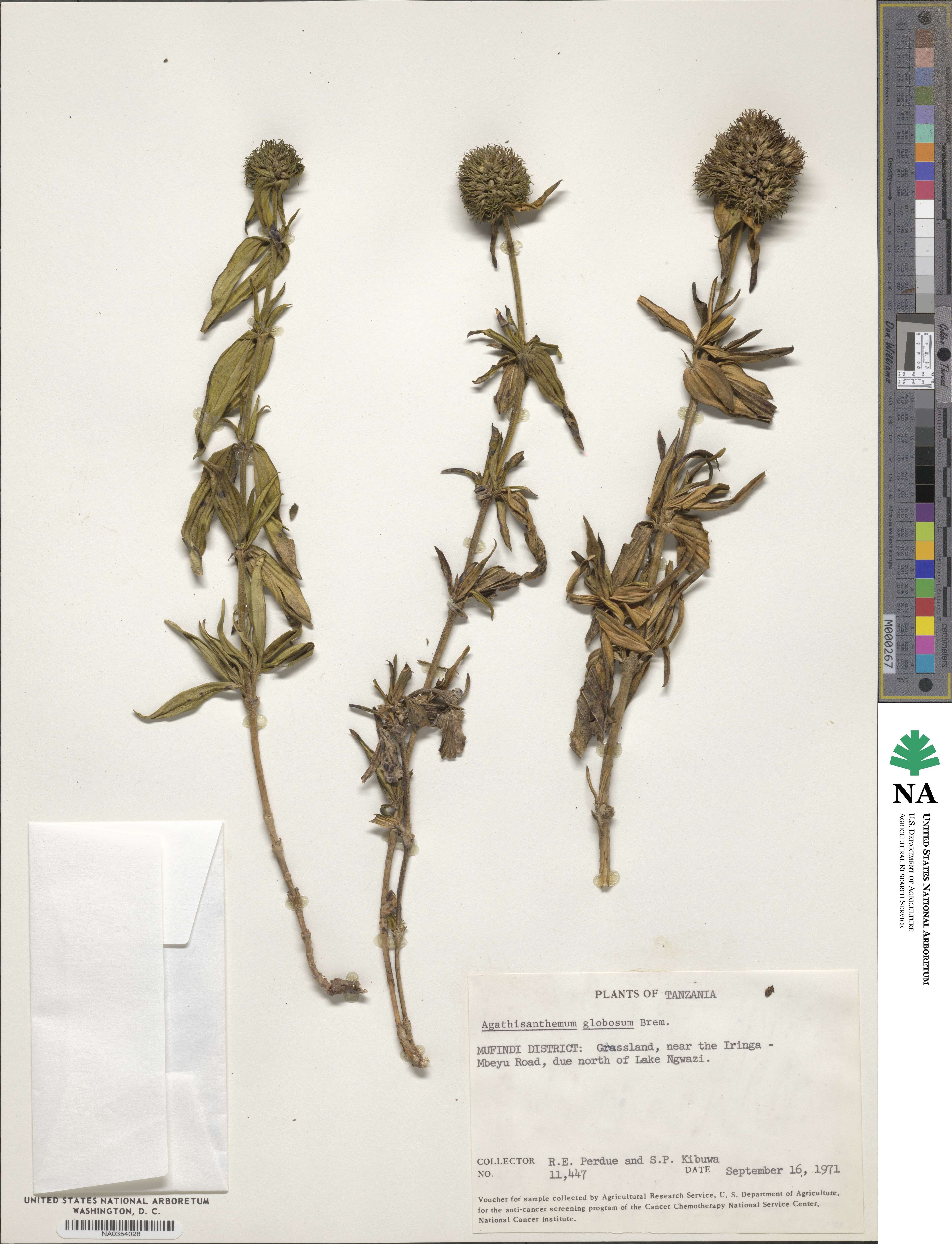 Agathisanthemum globosum image